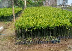 jual bibit mangrove