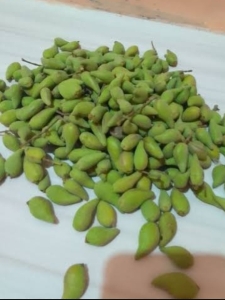 Jual biji avicennia