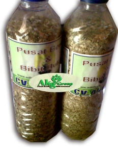 Jual biji cemara laut